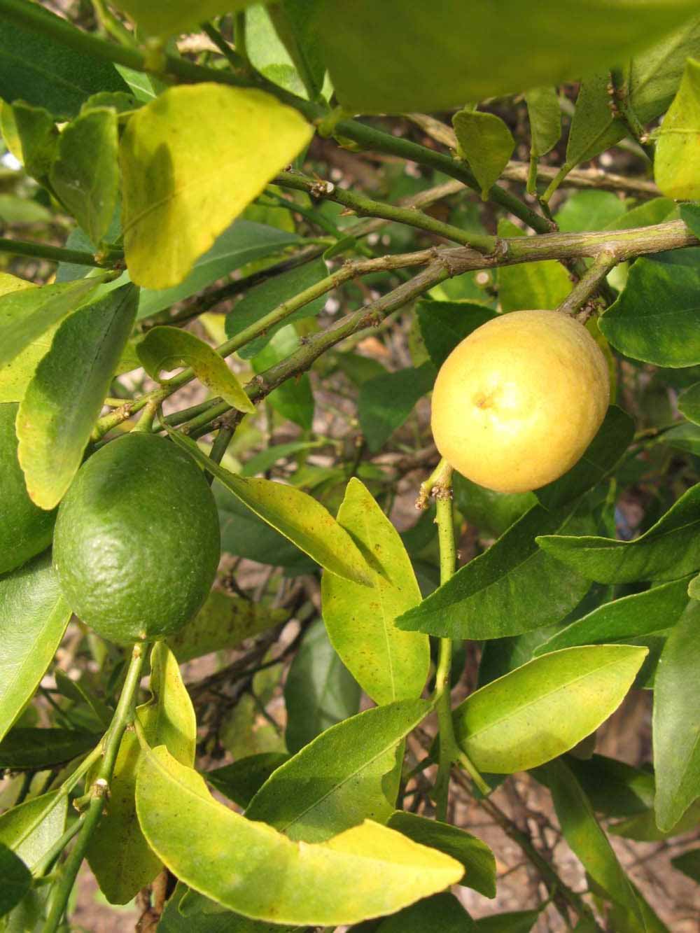            Fruit (Winter Haven, FL)   